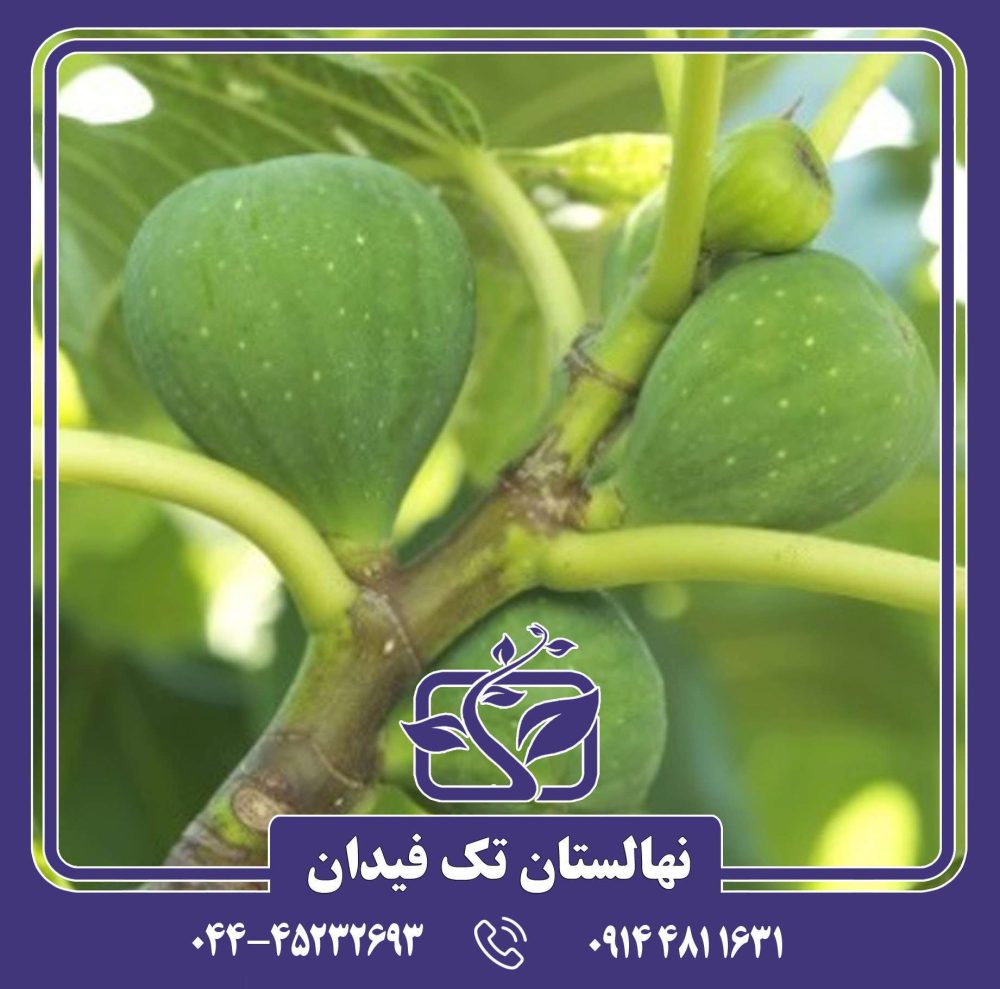 نهال انجیر کادوتا - Image 2