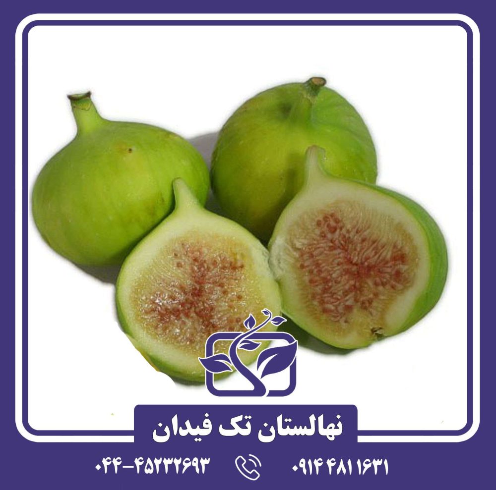 نهال انجیر کادوتا