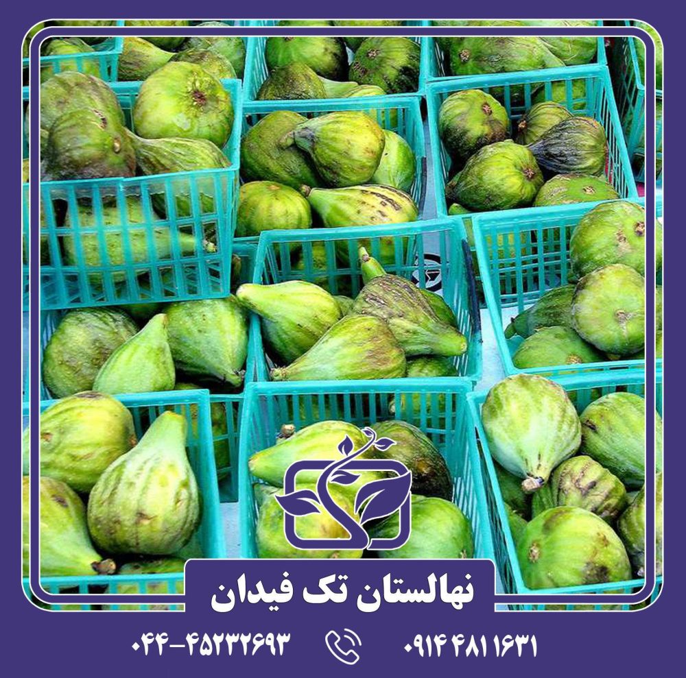 نهال انجیر کادوتا - Image 3