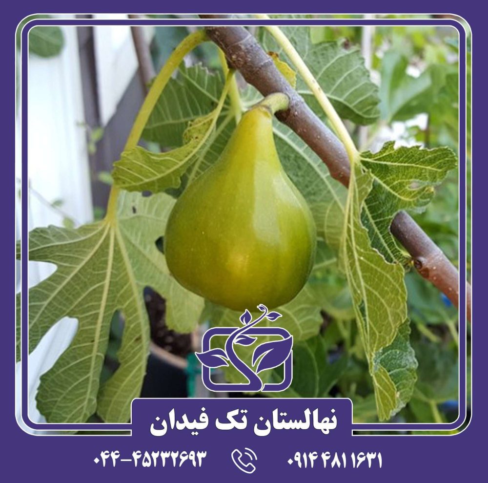 نهال انجیر آدریاتیک - Image 5