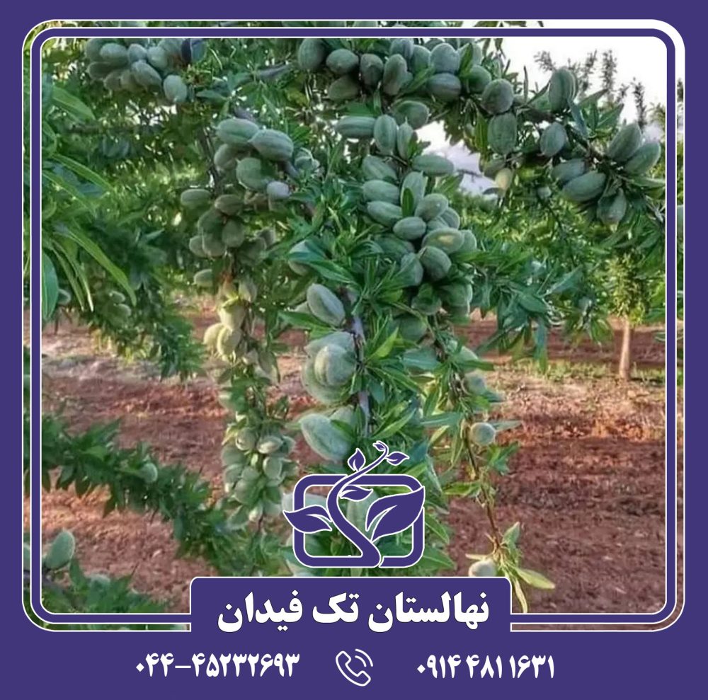 نهال بادام آذر