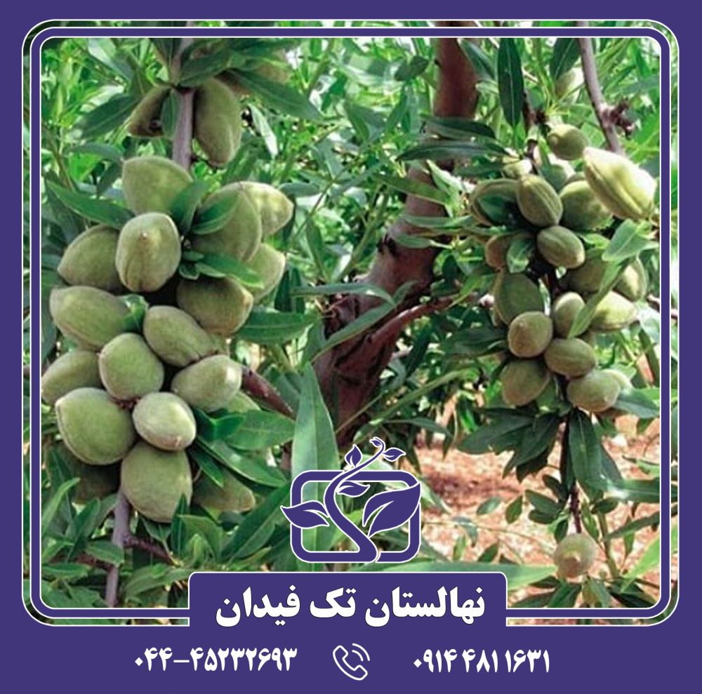 نهال بادام آذر