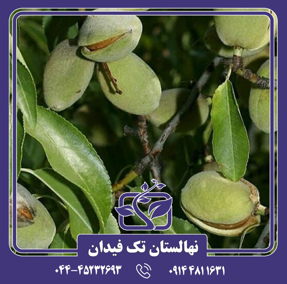 نهال بادام آذر