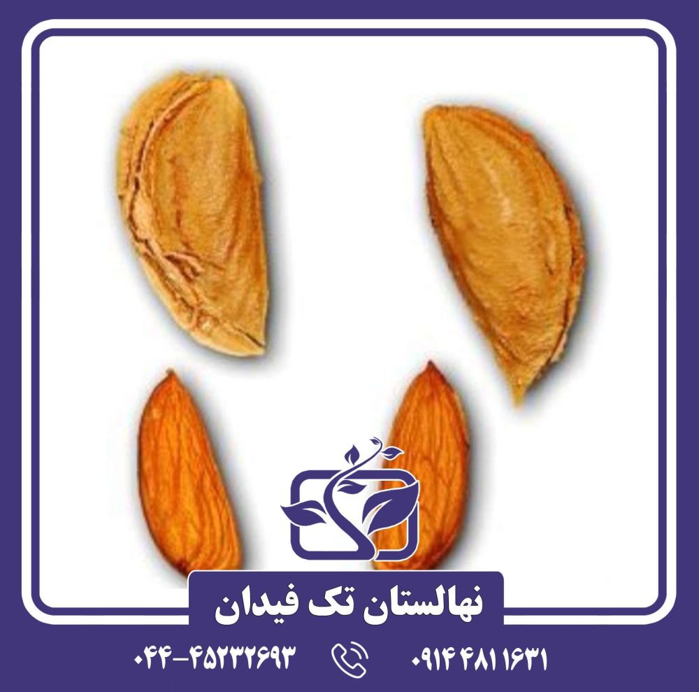 نهال بادام آراز