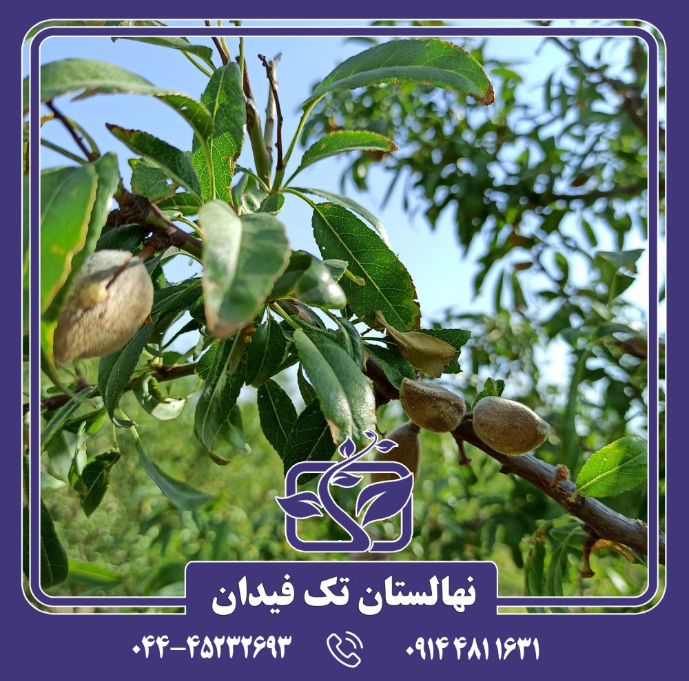 نهال بادام آراز