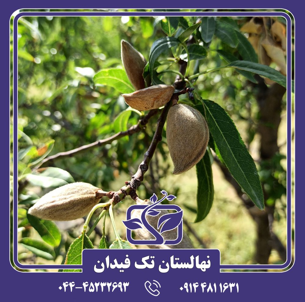 نهال بادام آراز