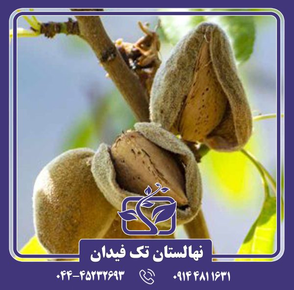 نهال بادام اسکندر