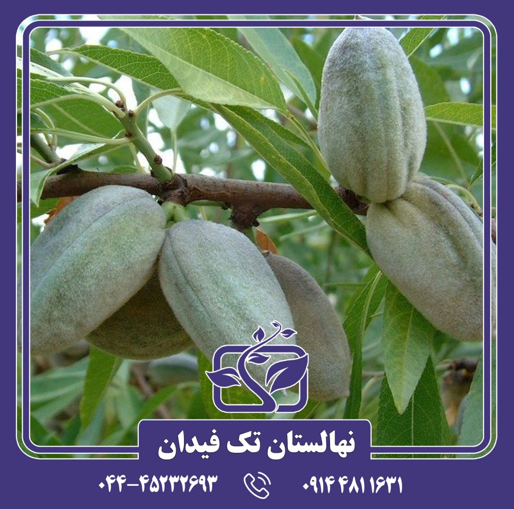 نهال بادام برتینا