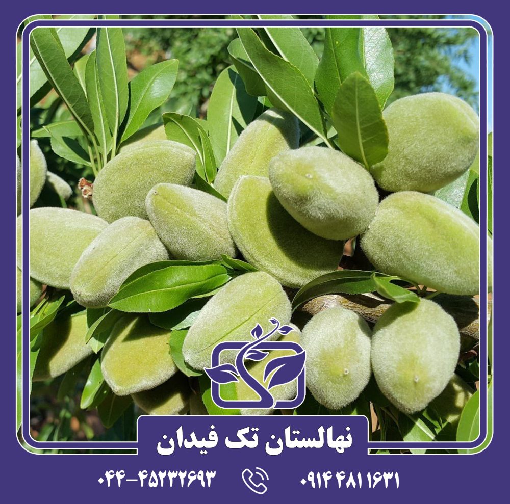 نهال بادام برتینا