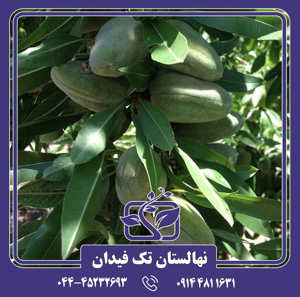 نهال بادام برتینا