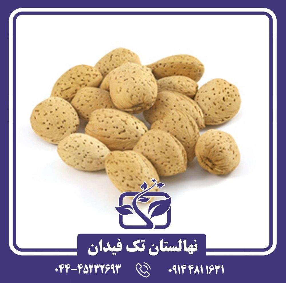 نهال بادام بلونا