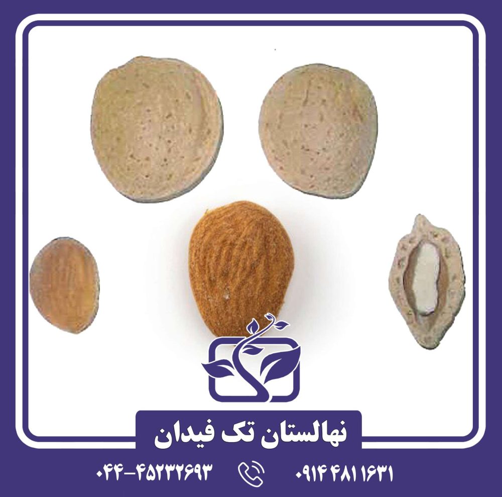 نهال بادام بلونا