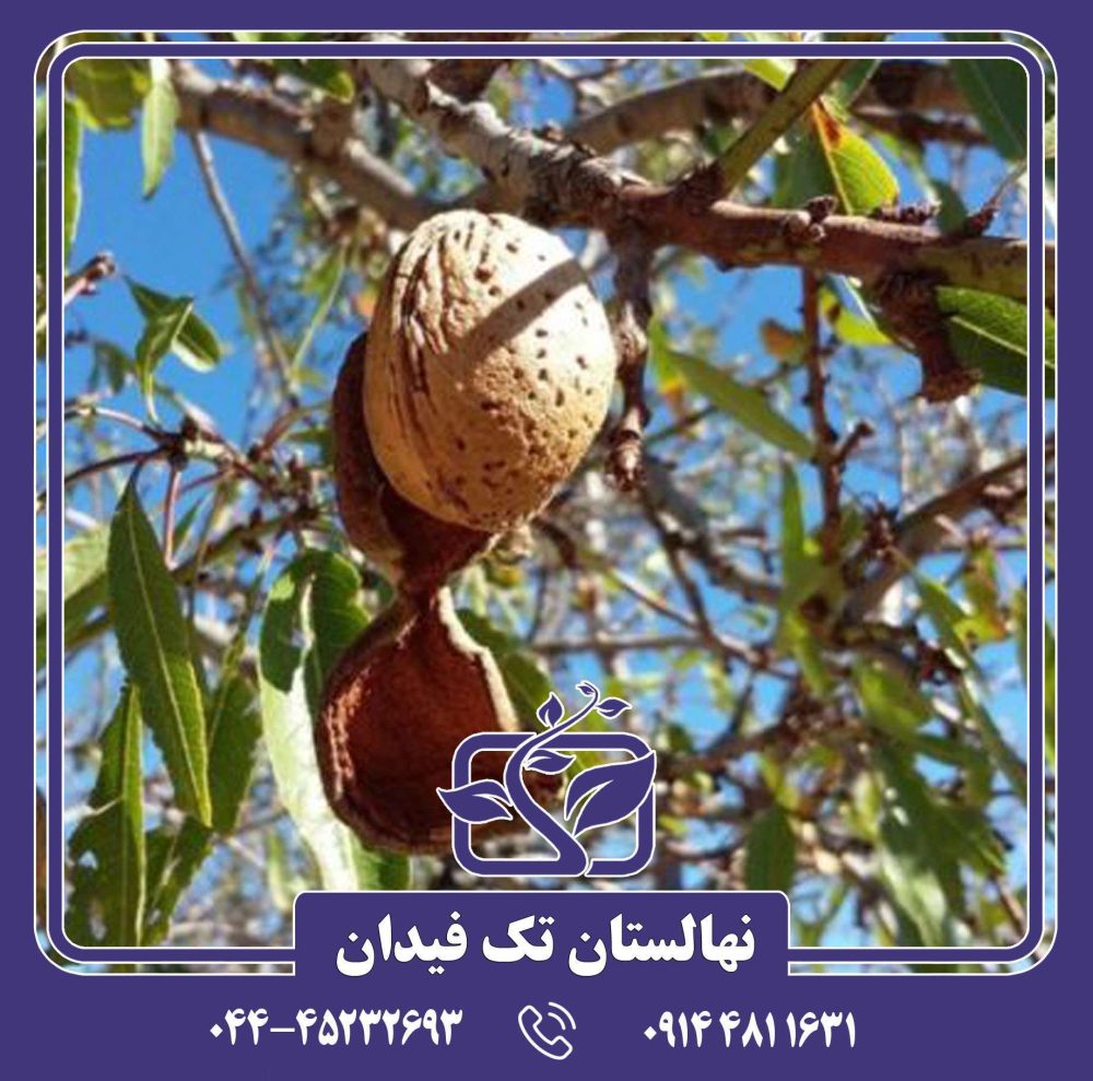 نهال بادام بلونا