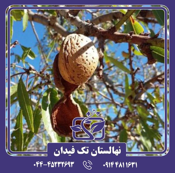 نهال بادام بلونا