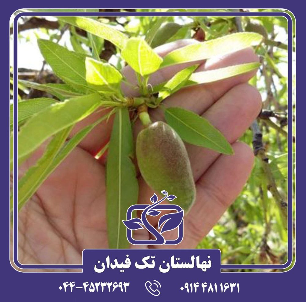 نهال بادام بلونا