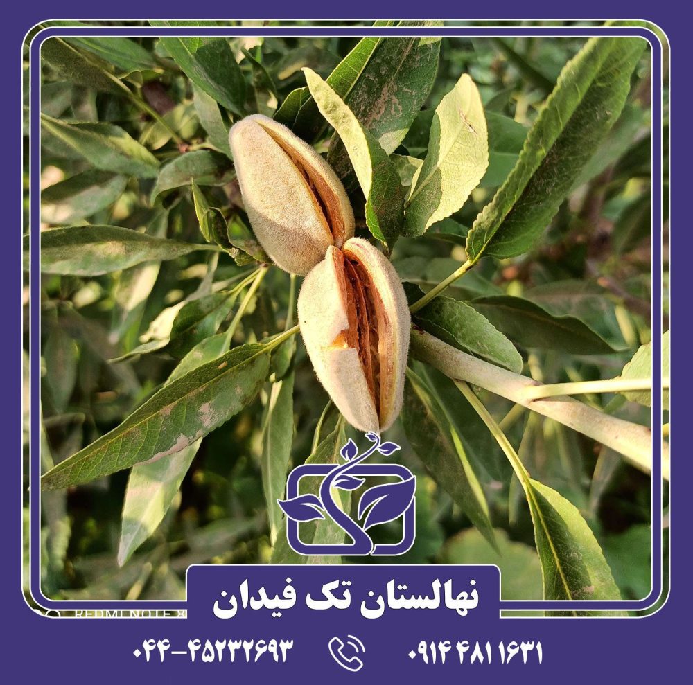 نهال بادام تونو