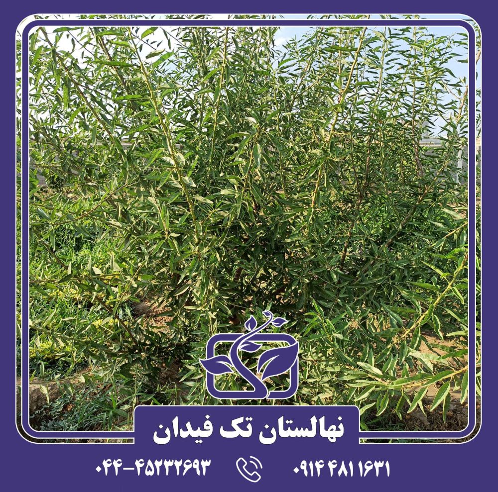 نهال بادام تونو