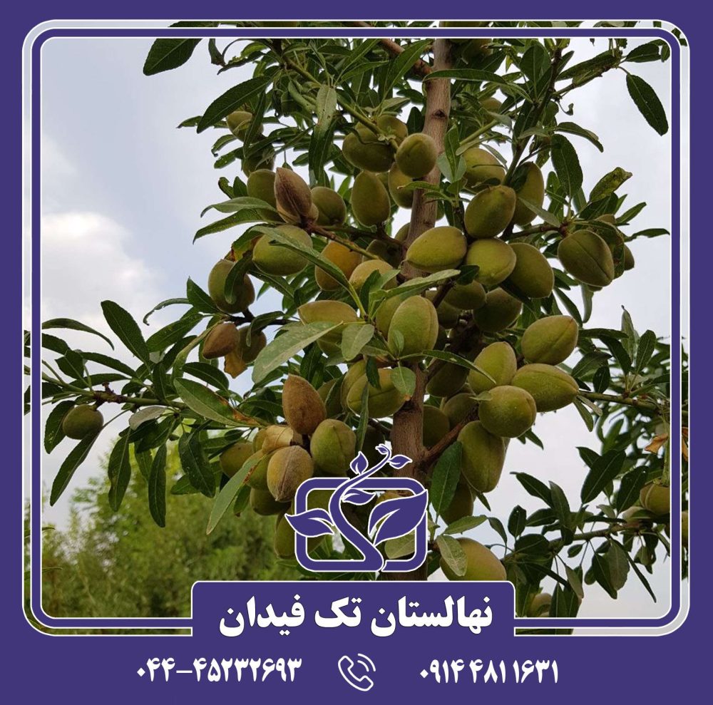 نهال بادام تونو