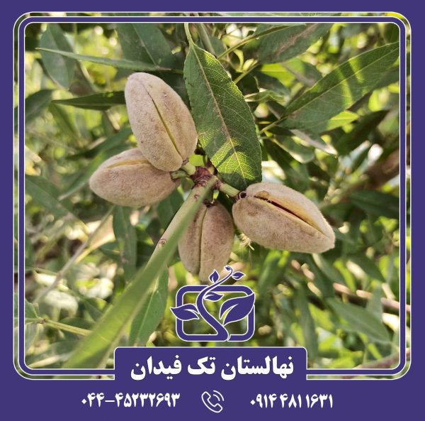 نهال بادام تونو