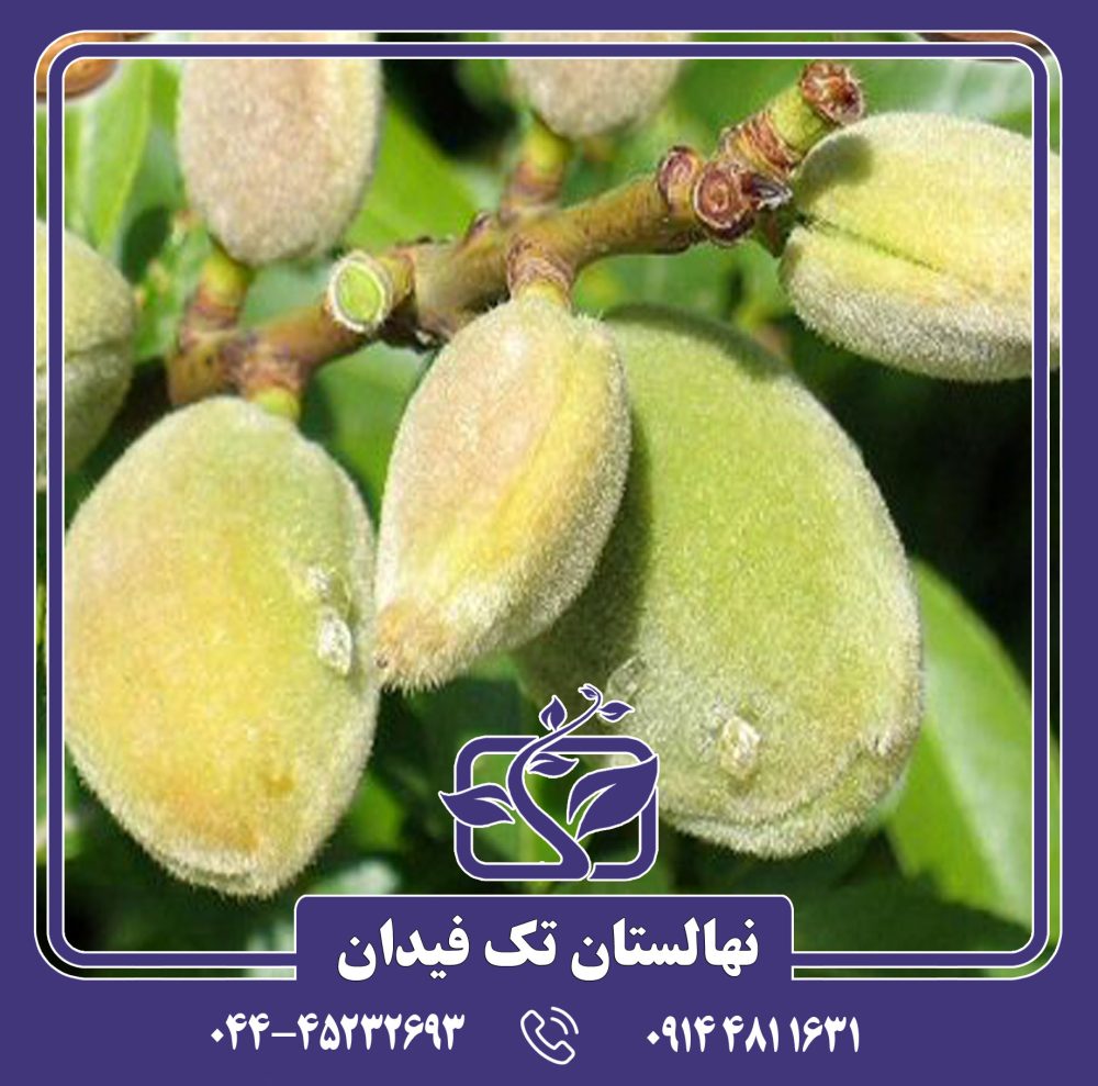 نهال بادام تگزاس