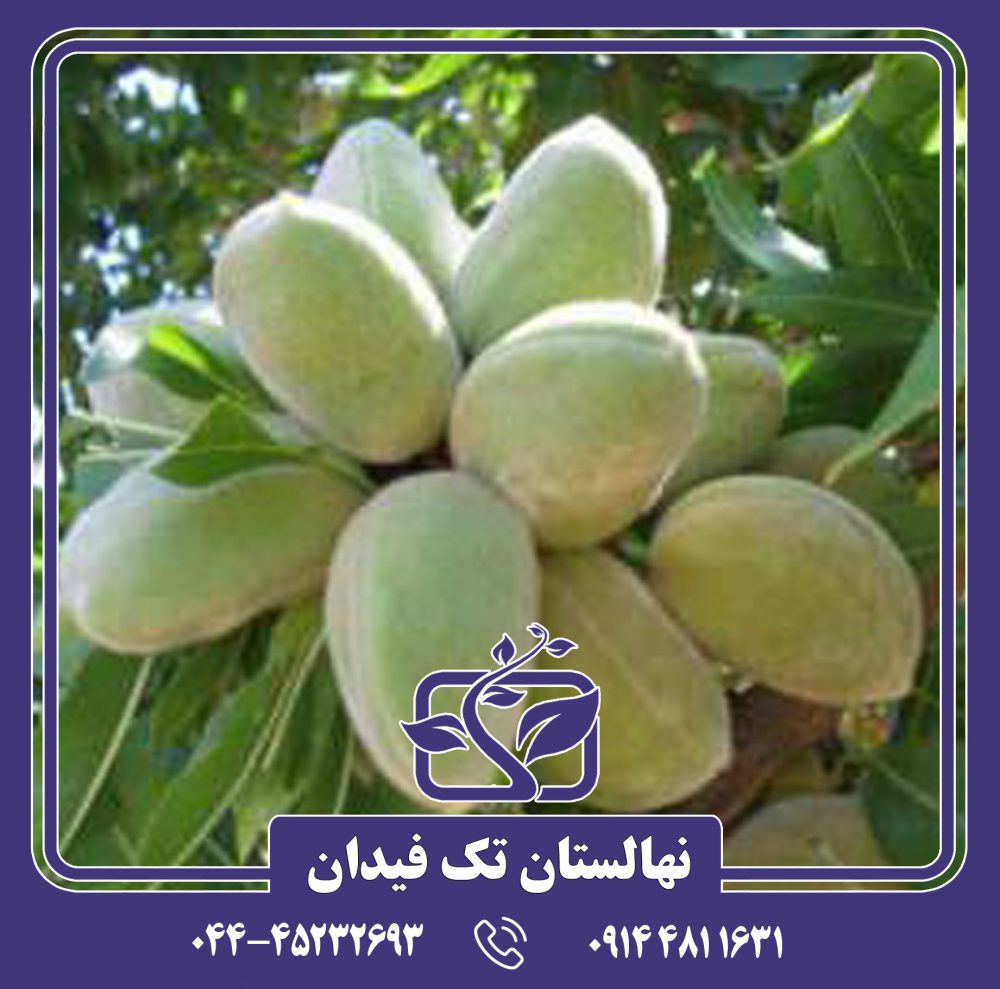 نهال بادام تگزاس