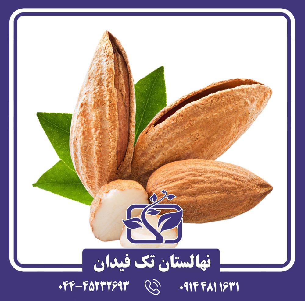 نهال بادام تگزاس