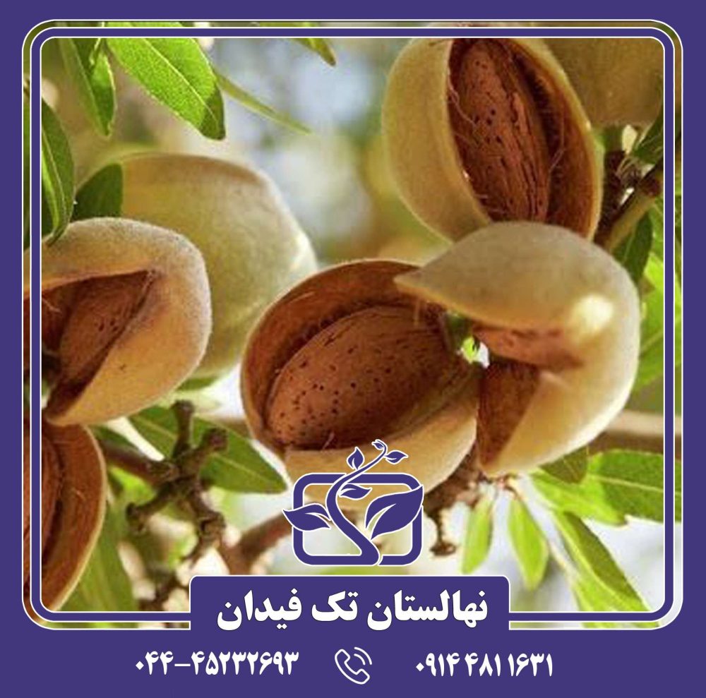 نهال بادام رامسکا