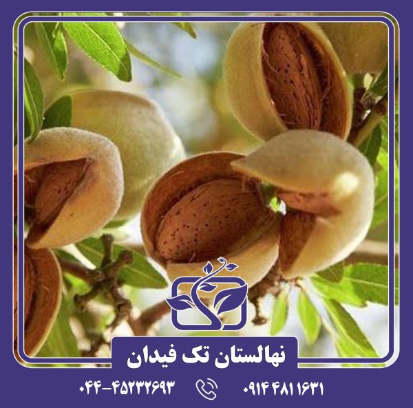 نهال بادام رامسکا