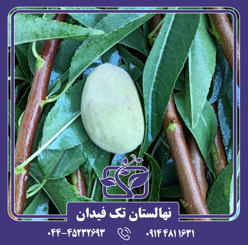 نهال بادام رامسکا