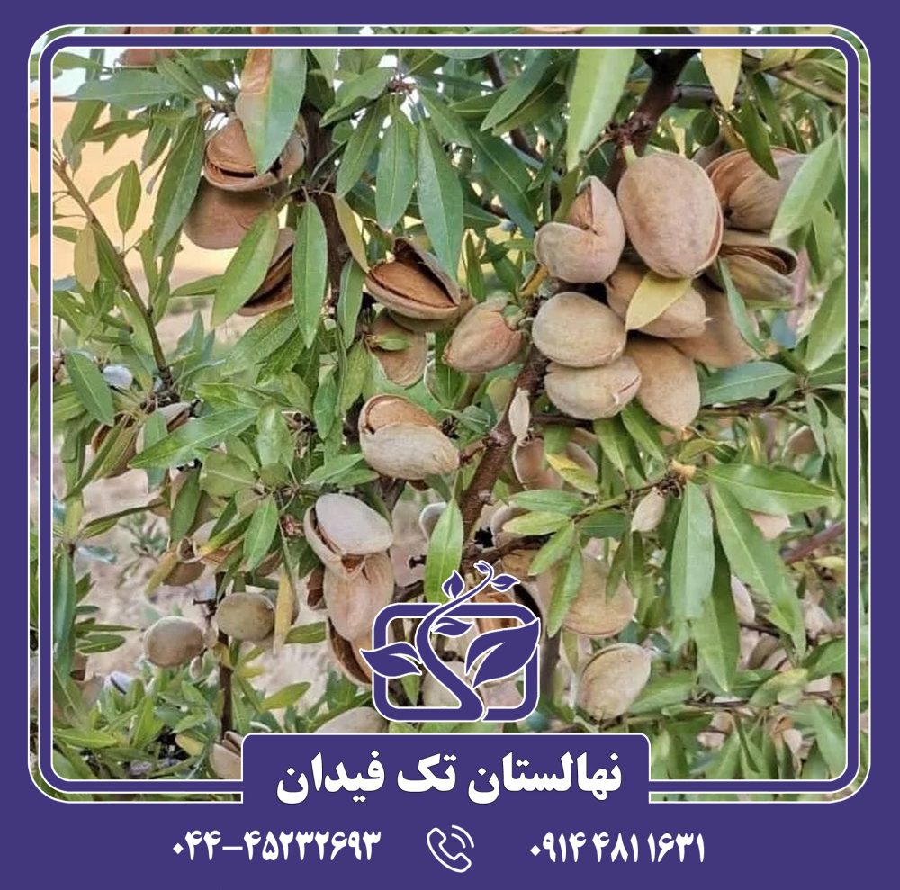 نهال بادام ربیعی