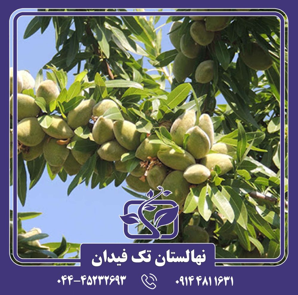 نهال بادام پرومورسکی