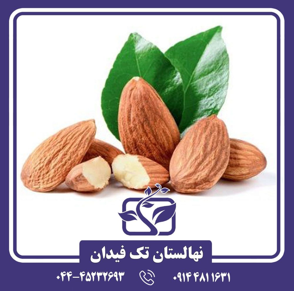 نهال بادام پرومورسکی