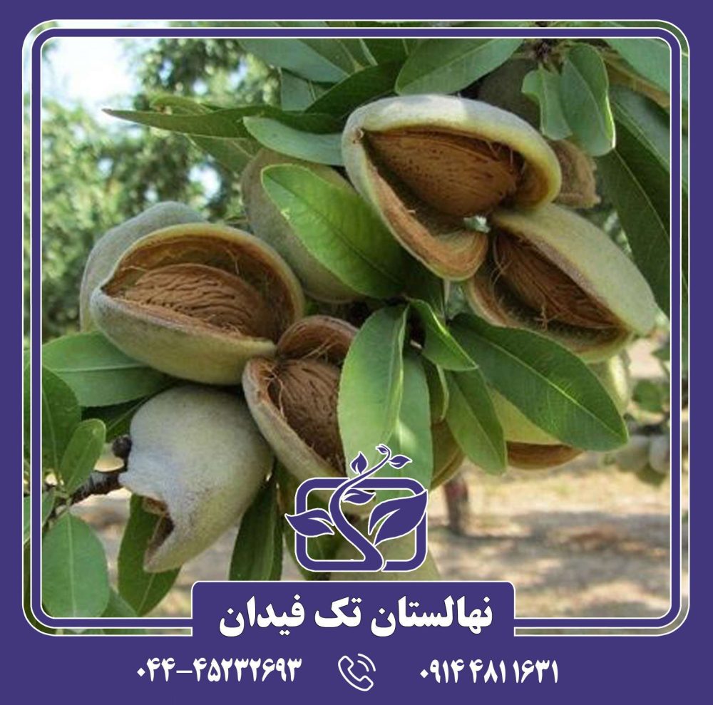 نهال بادام کریستومورتو