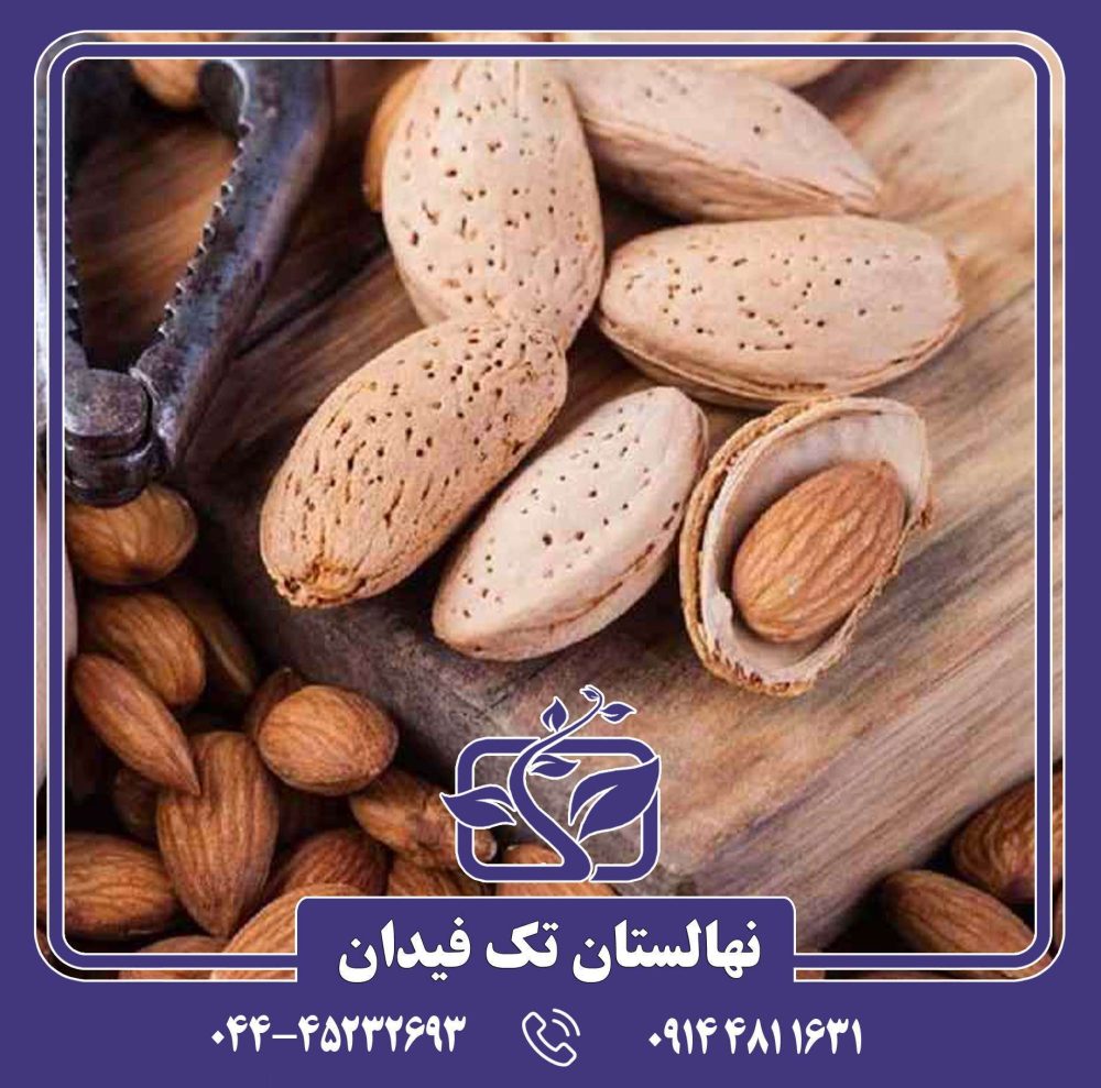 نهال بادام کریستومورتو