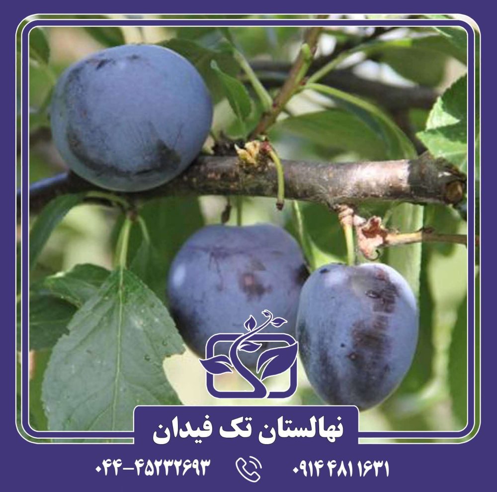 نهال آلو بل دولویین - Image 3