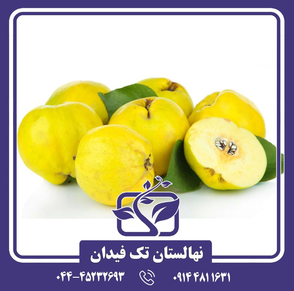 نهال به ویدوجا