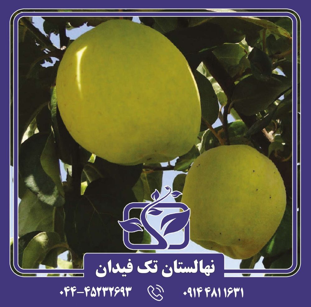 نهال به ویدوجا