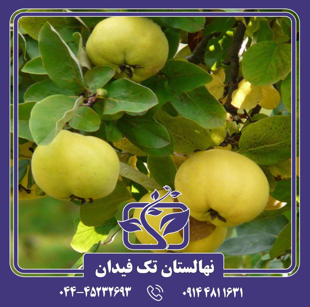 نهال به ویدوجا