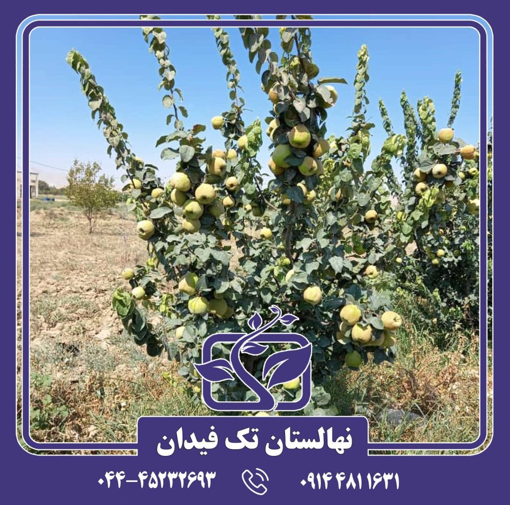 نهال به ویدوجا