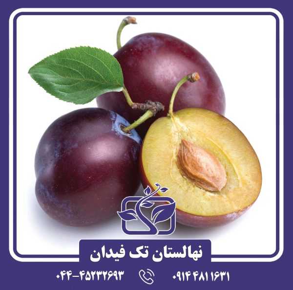 نهال آلو جوبیلیوم