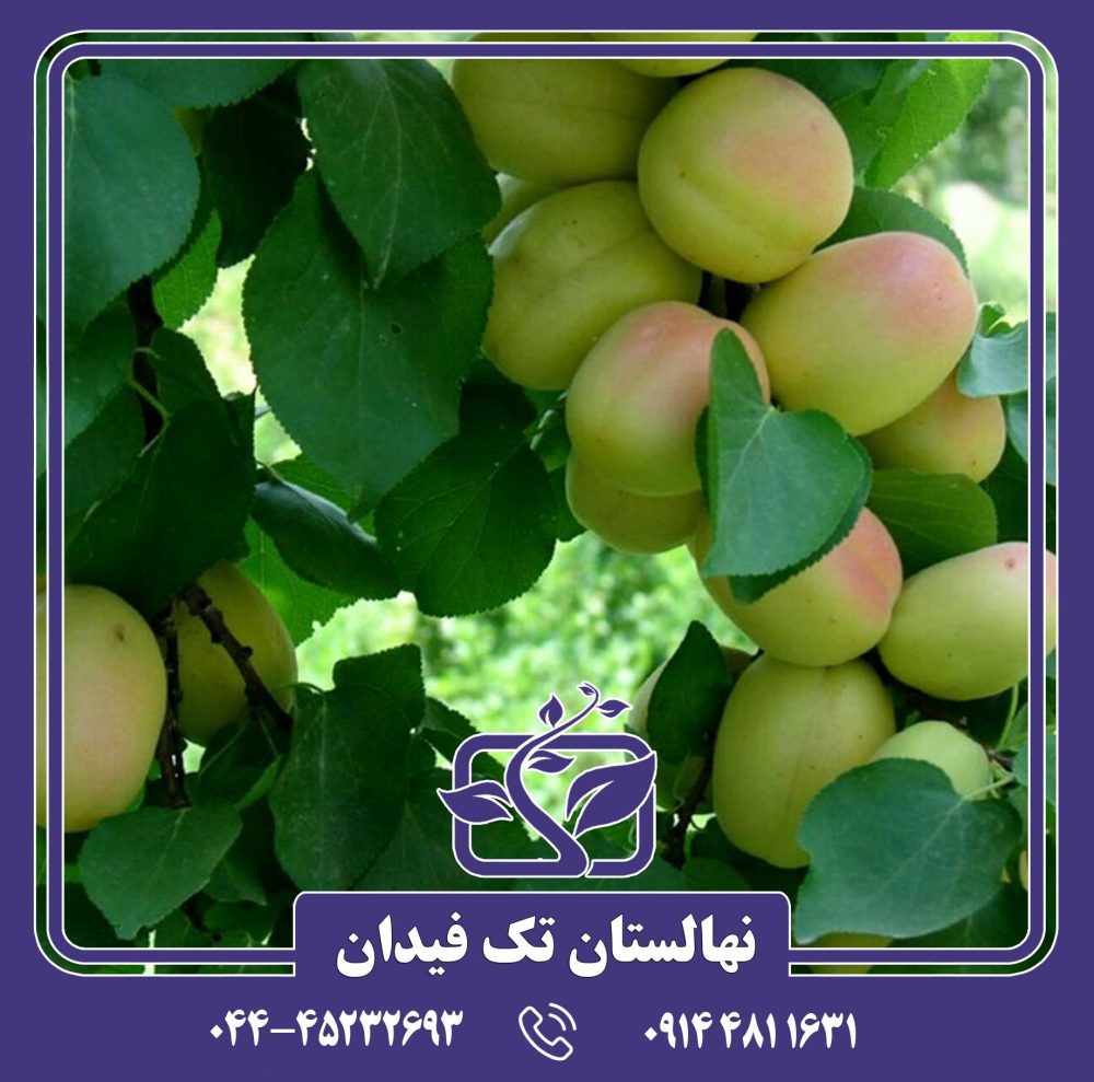 نهال زردآلو عسگرآباد