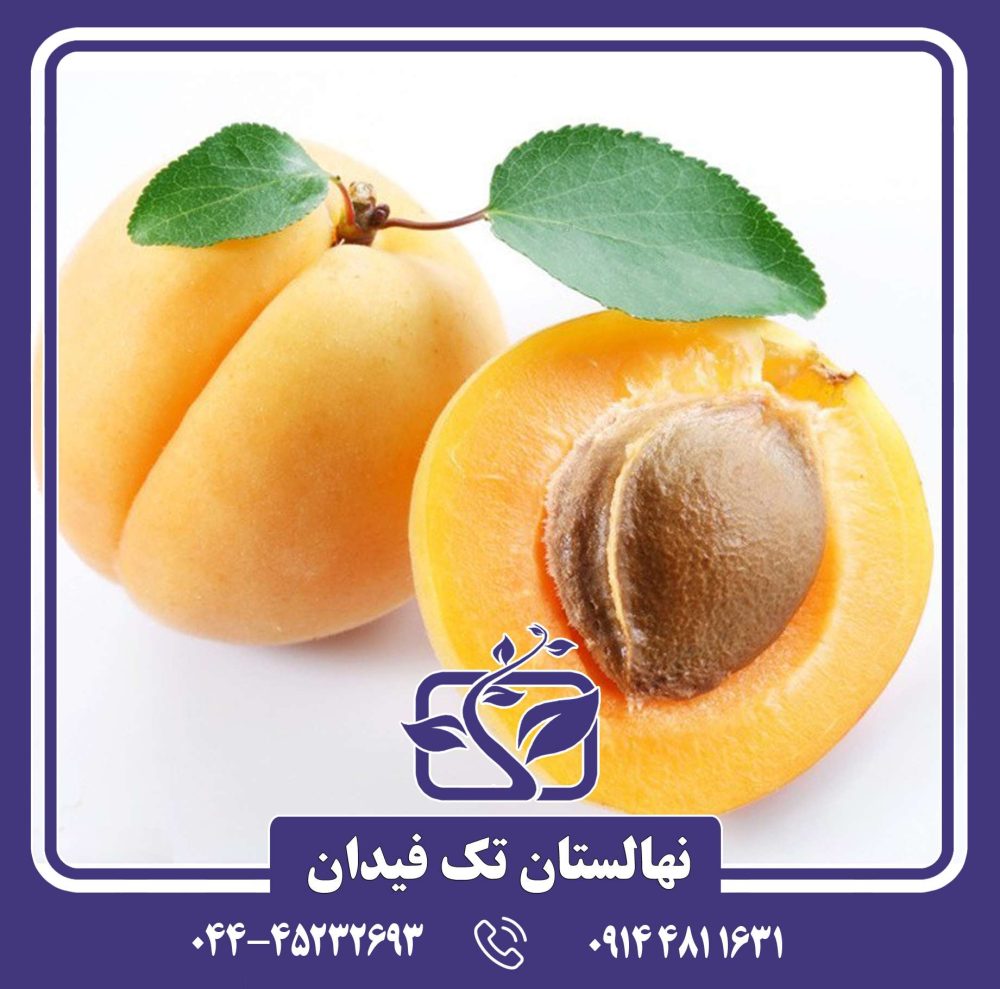 نهال زردآلو اردوباد