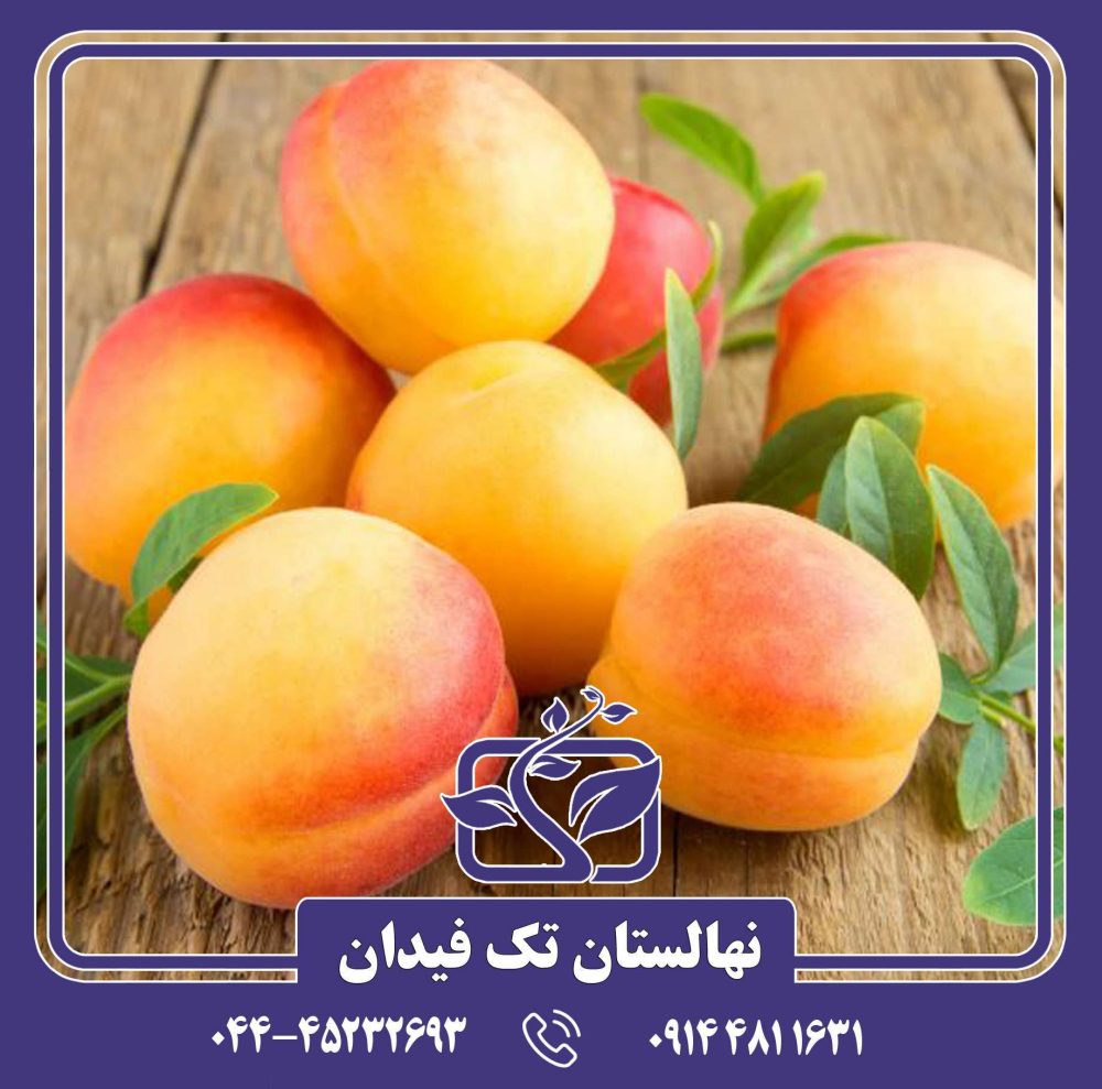 نهال زردآلو اردوباد