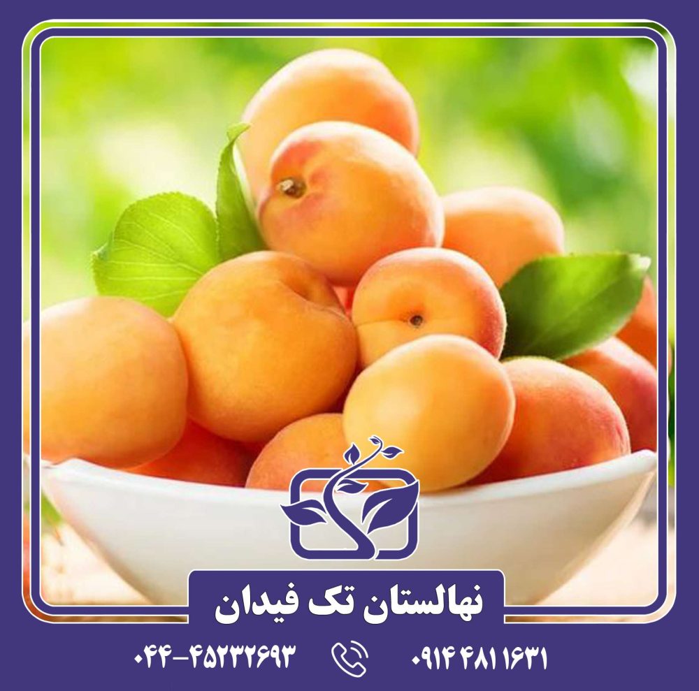 نهال زردآلو اردوباد