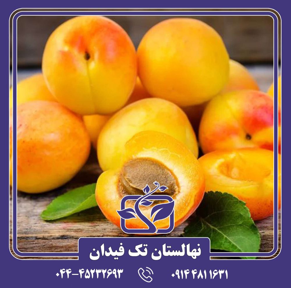 نهال زردآلو اردوباد