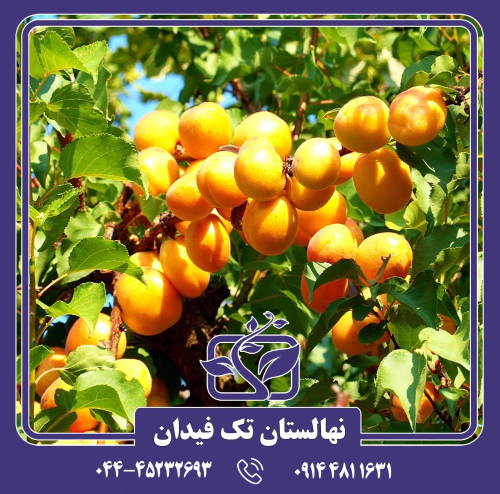 نهال زردآلو انبه ای