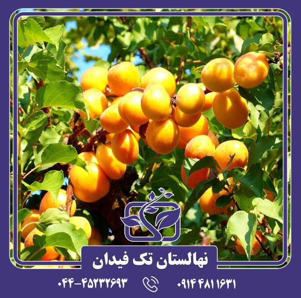 نهال زردآلو انبه ای