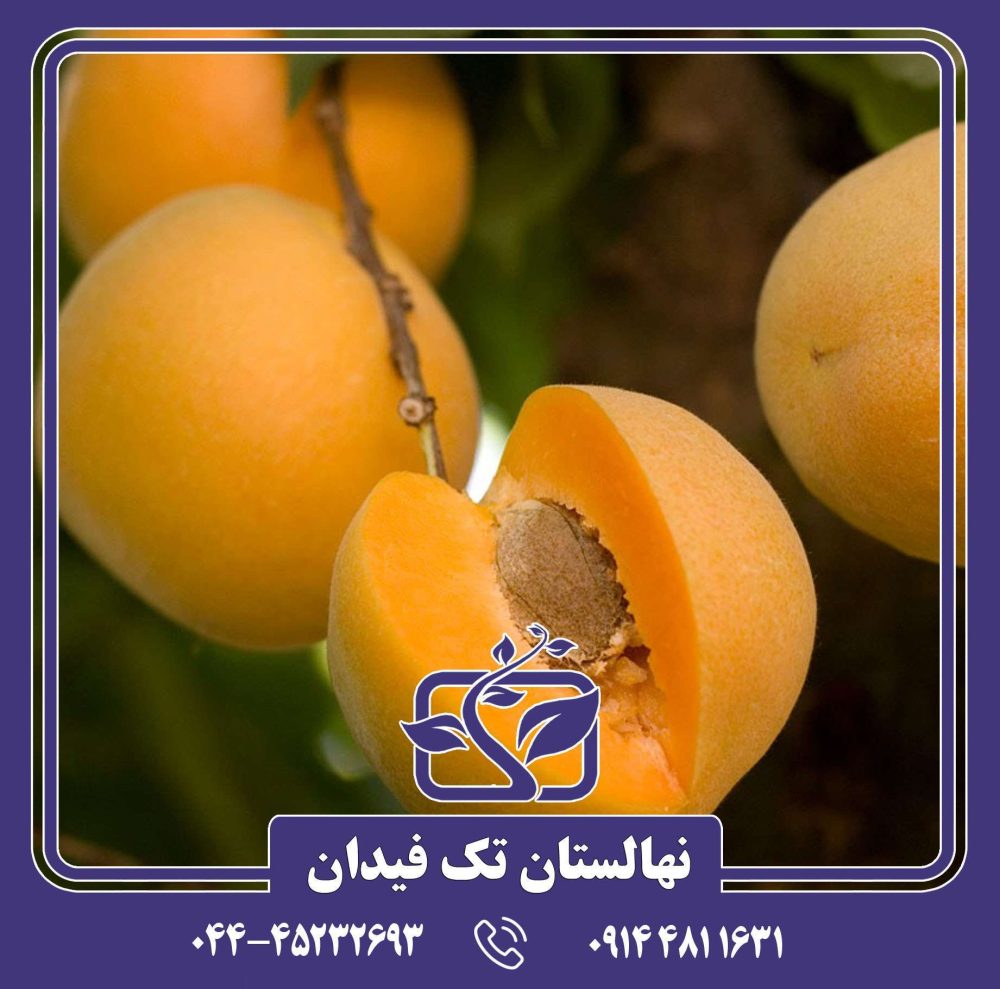نهال زردآلو انبه ای