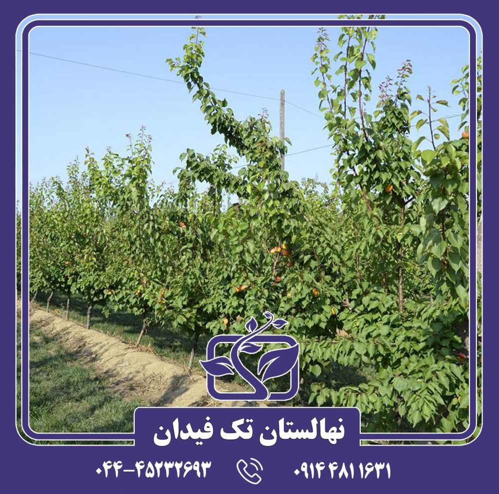 نهال زردآلو انبه ای