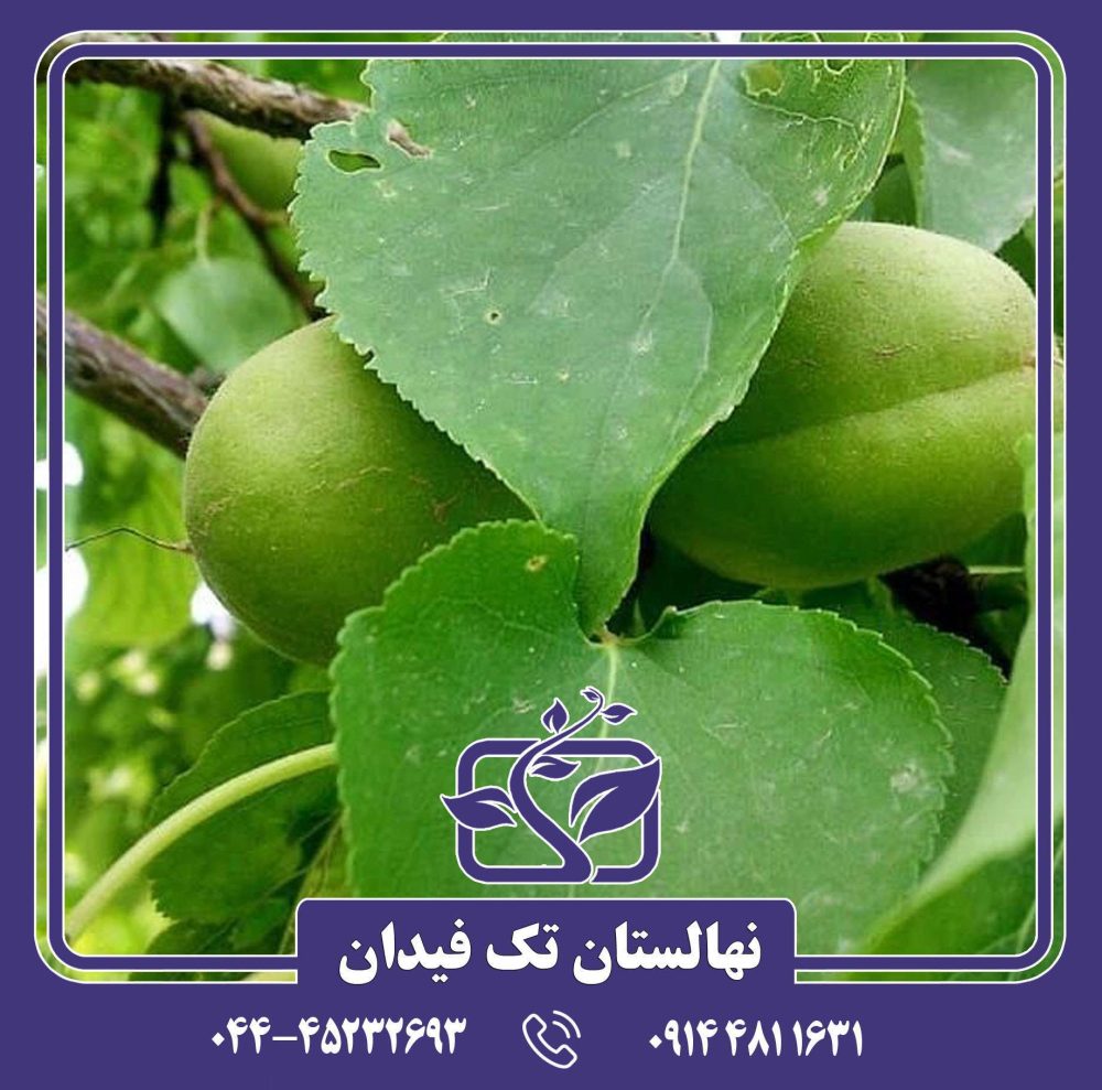 نهال زردآلو انبه ای